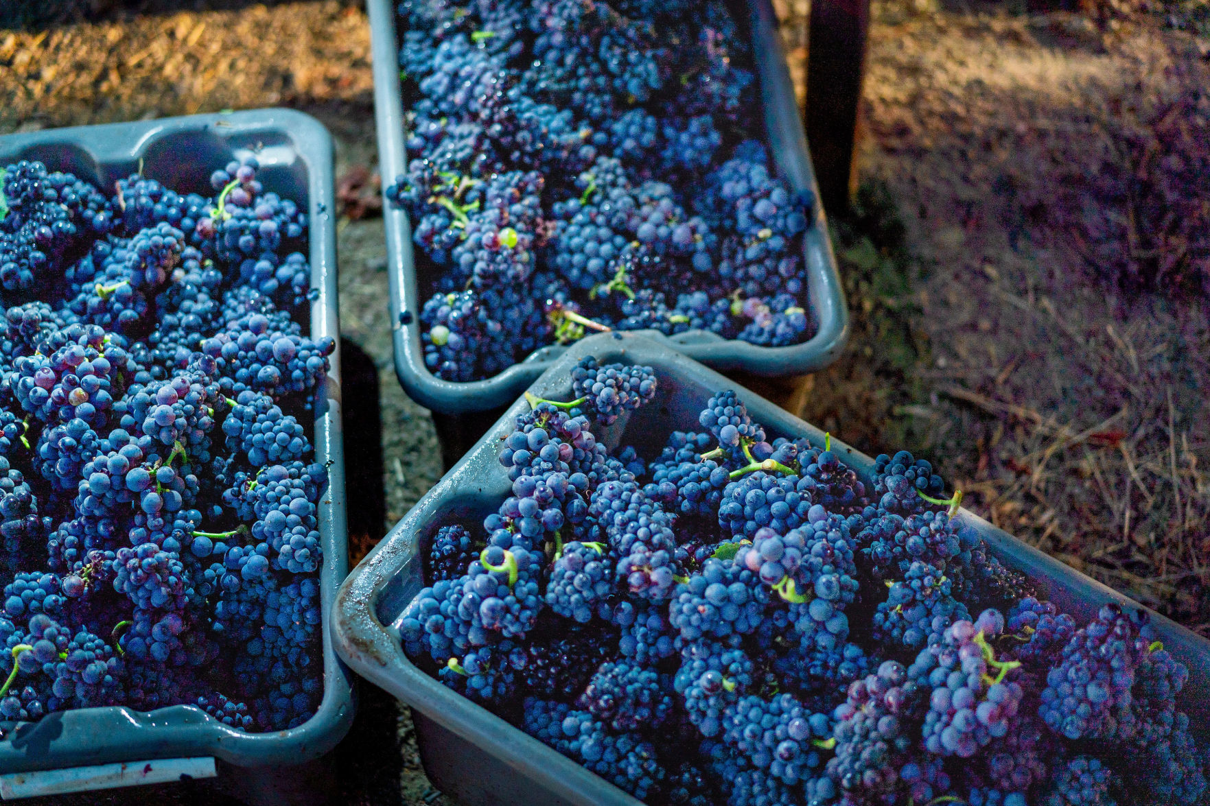 Napa Valley grape harvest 2019